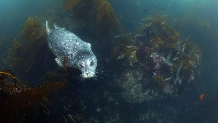 Whenever I'm having "one of those days" I just look at the footage of this ridiculously cute harbor seal and I can't help but 😊

#lovemyjob #myhappyplace #harborseal #underwatervideo #aquaholic #aquaticlife #canon1dxii #nauticam #oceanlove #earthisblue #kelpforest #channelislands #underwaterwildlife #marinelife @canonusa @reefphotovideo @nauticamhousings @sfupsclub